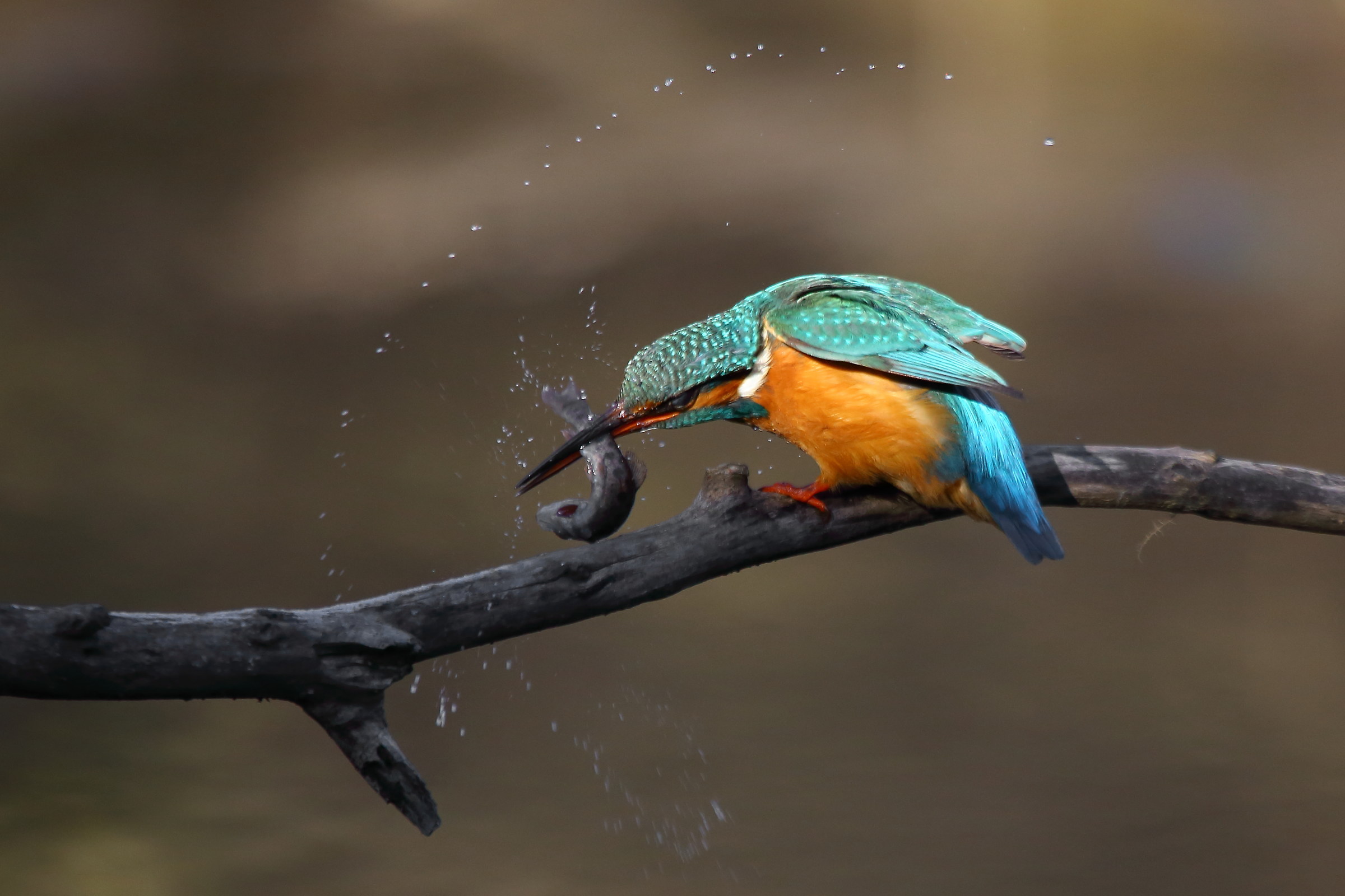 La mia Martina golosa...... modificata