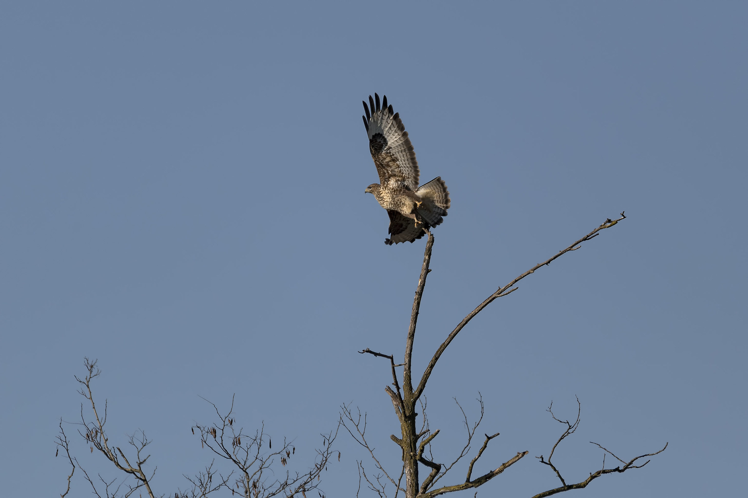 buzzard in flight