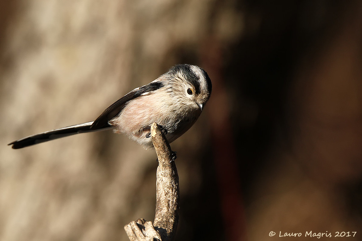 Dottor jekyll e mister hyde