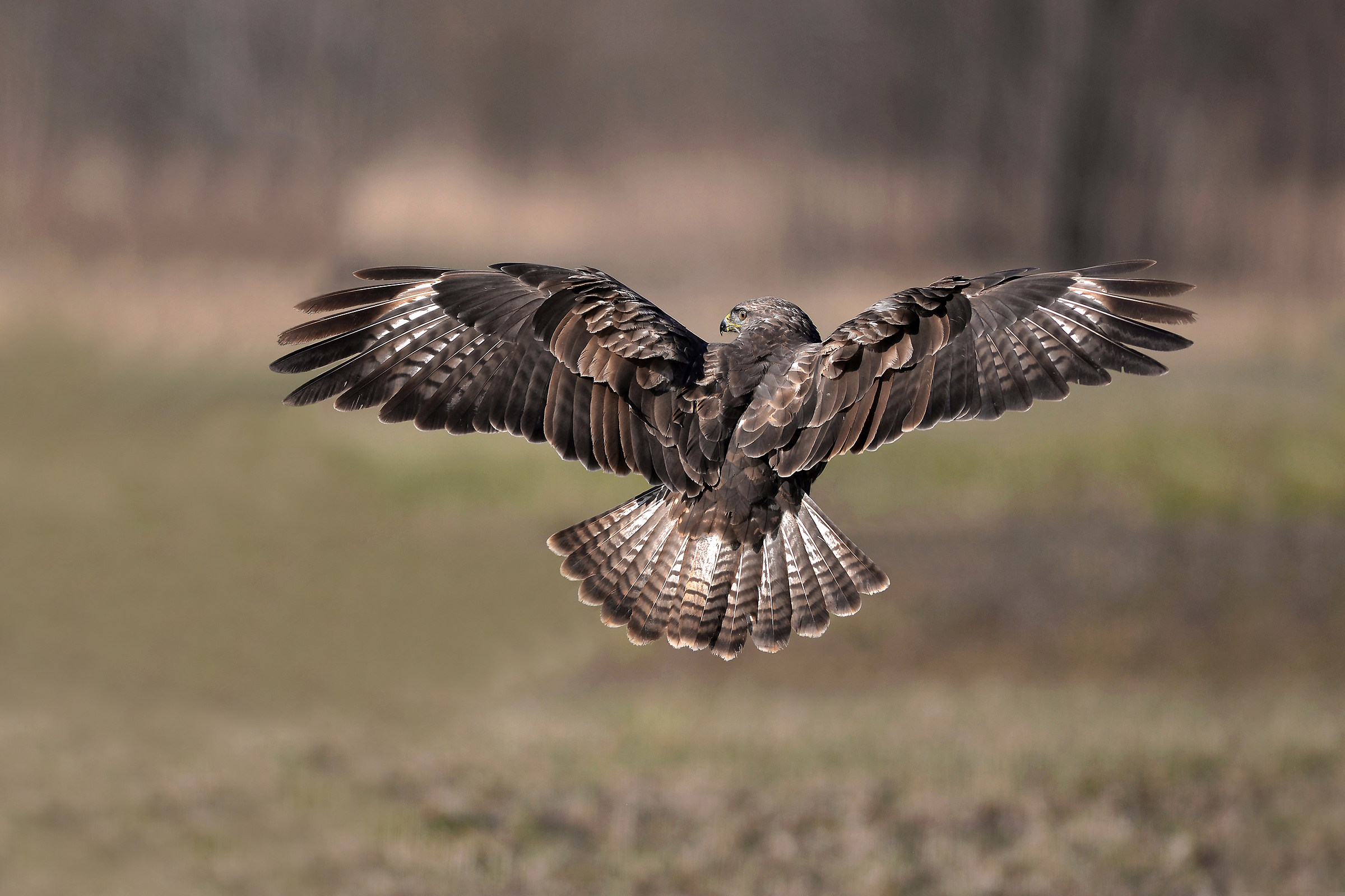 It's time to look forward    ( Poiana )