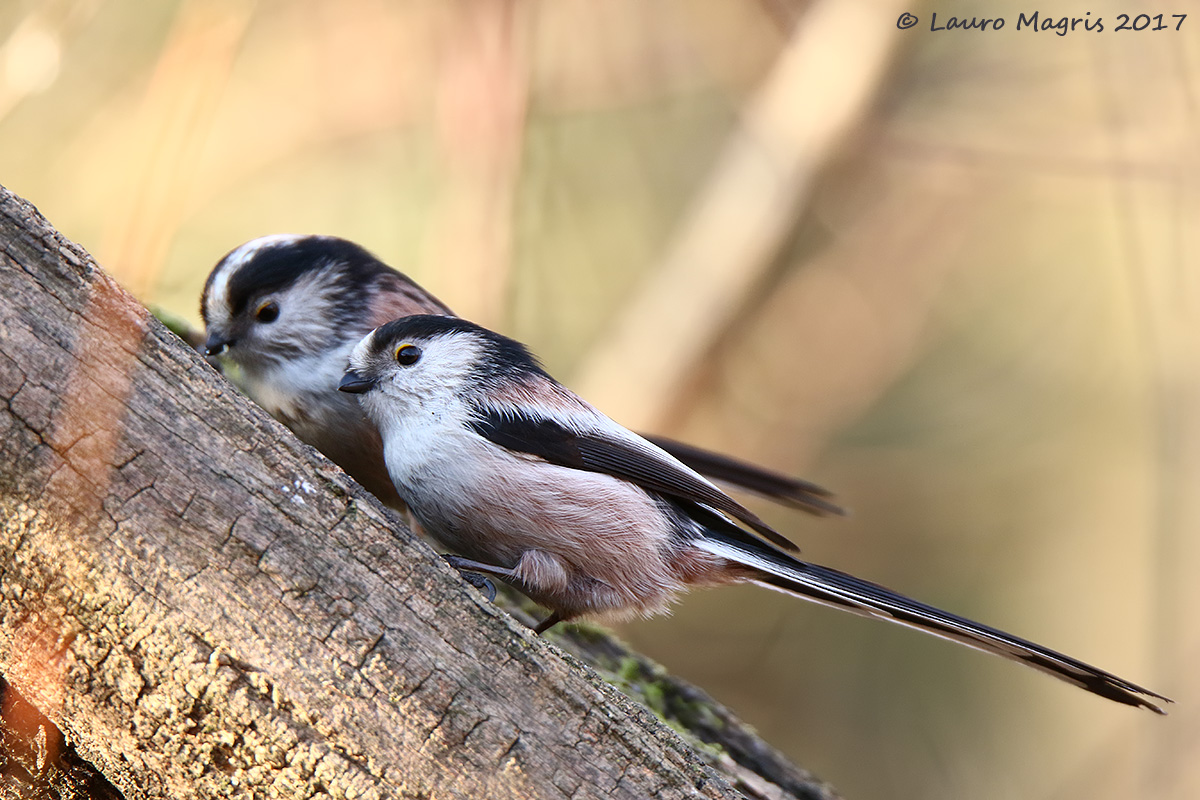 Codibugnoli sulla diagonale