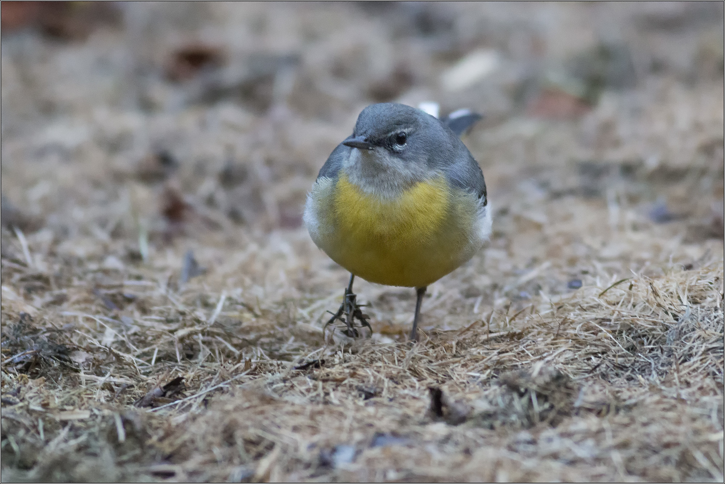yellow wagtail