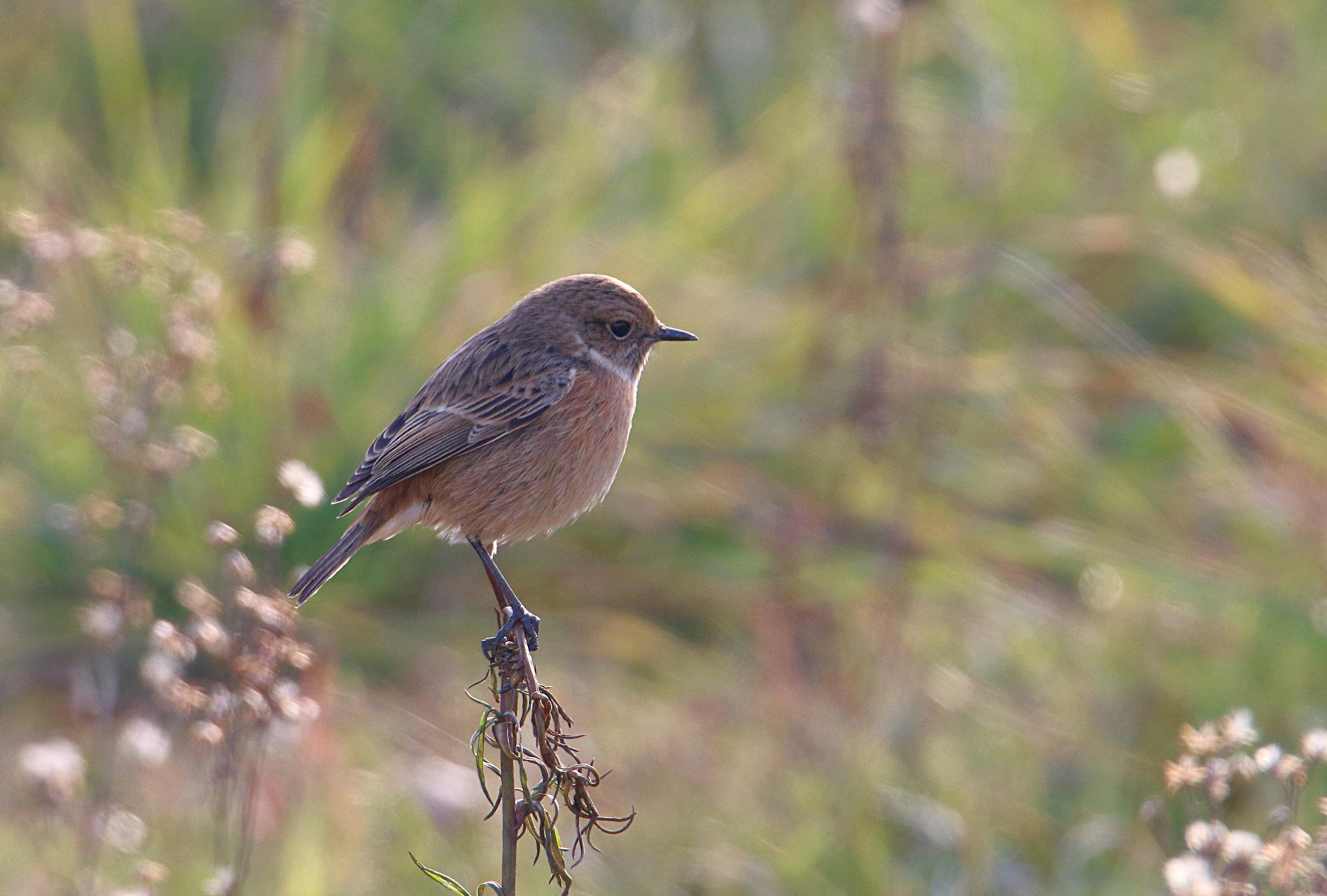 Saltimpalo ambientato