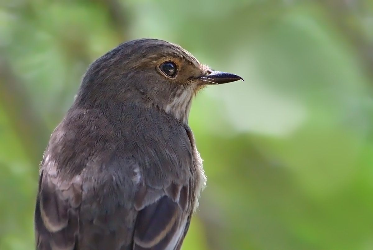 Stroked the flycatcher