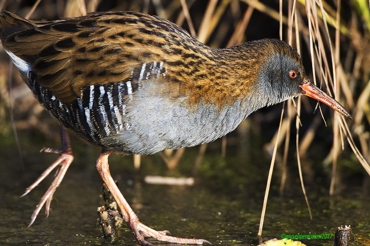 Water Rail