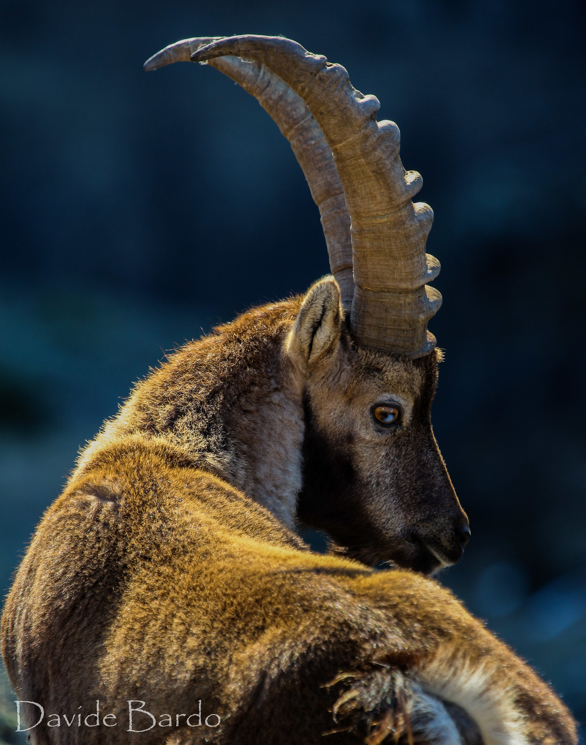 ibex