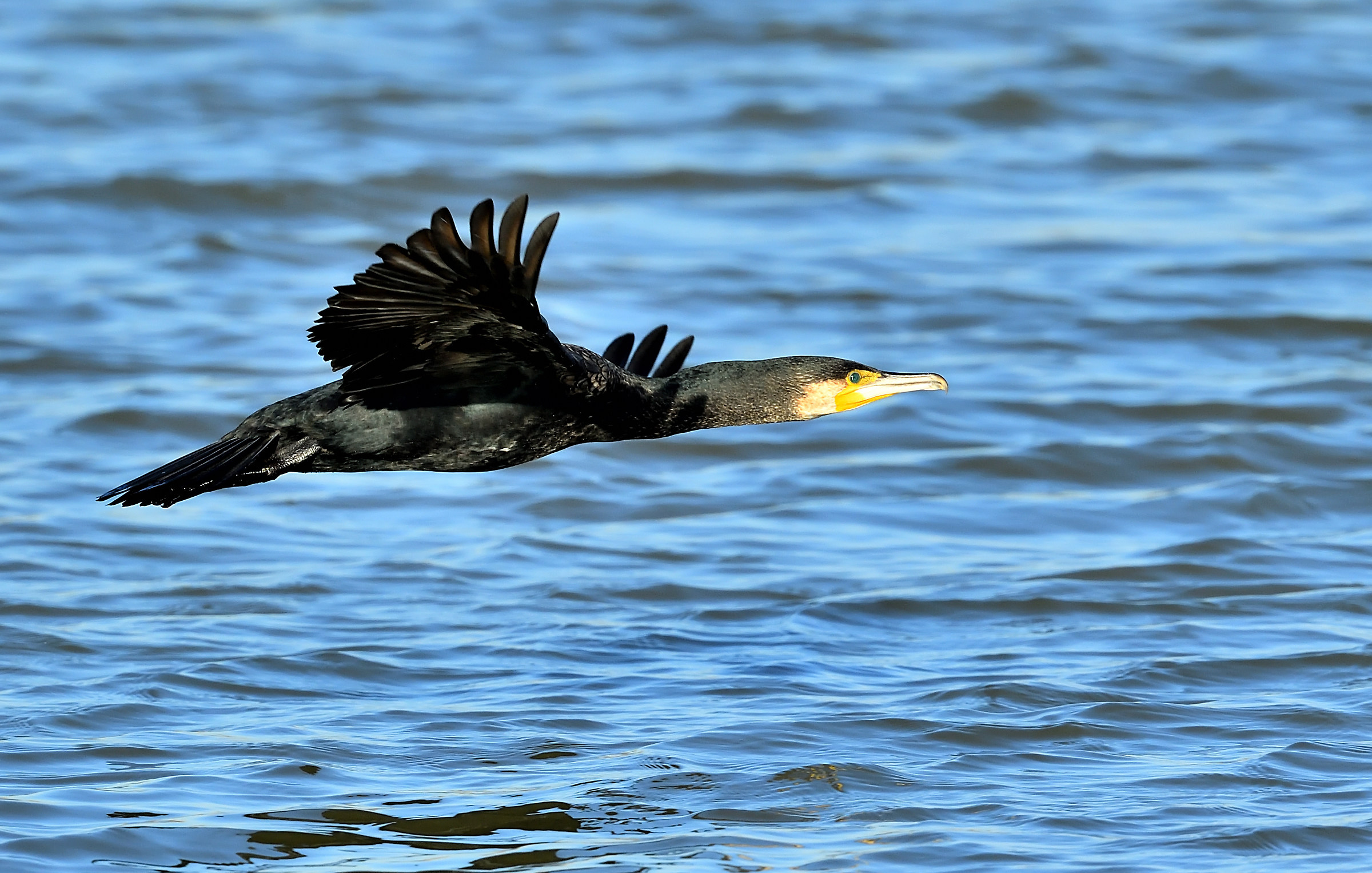 the flight of cormorant