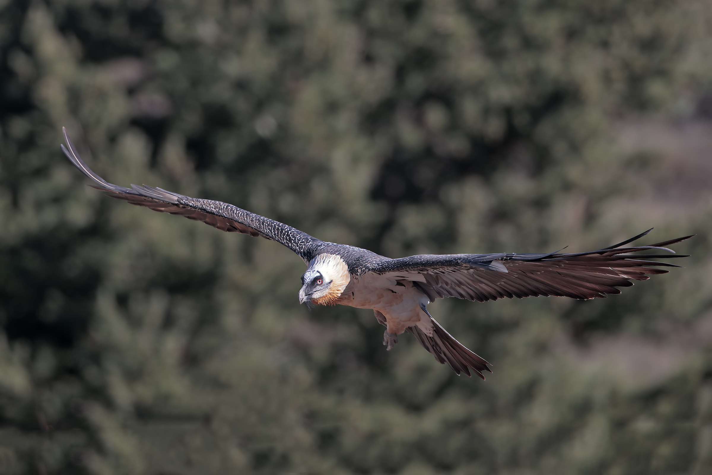 Bearded Vulture