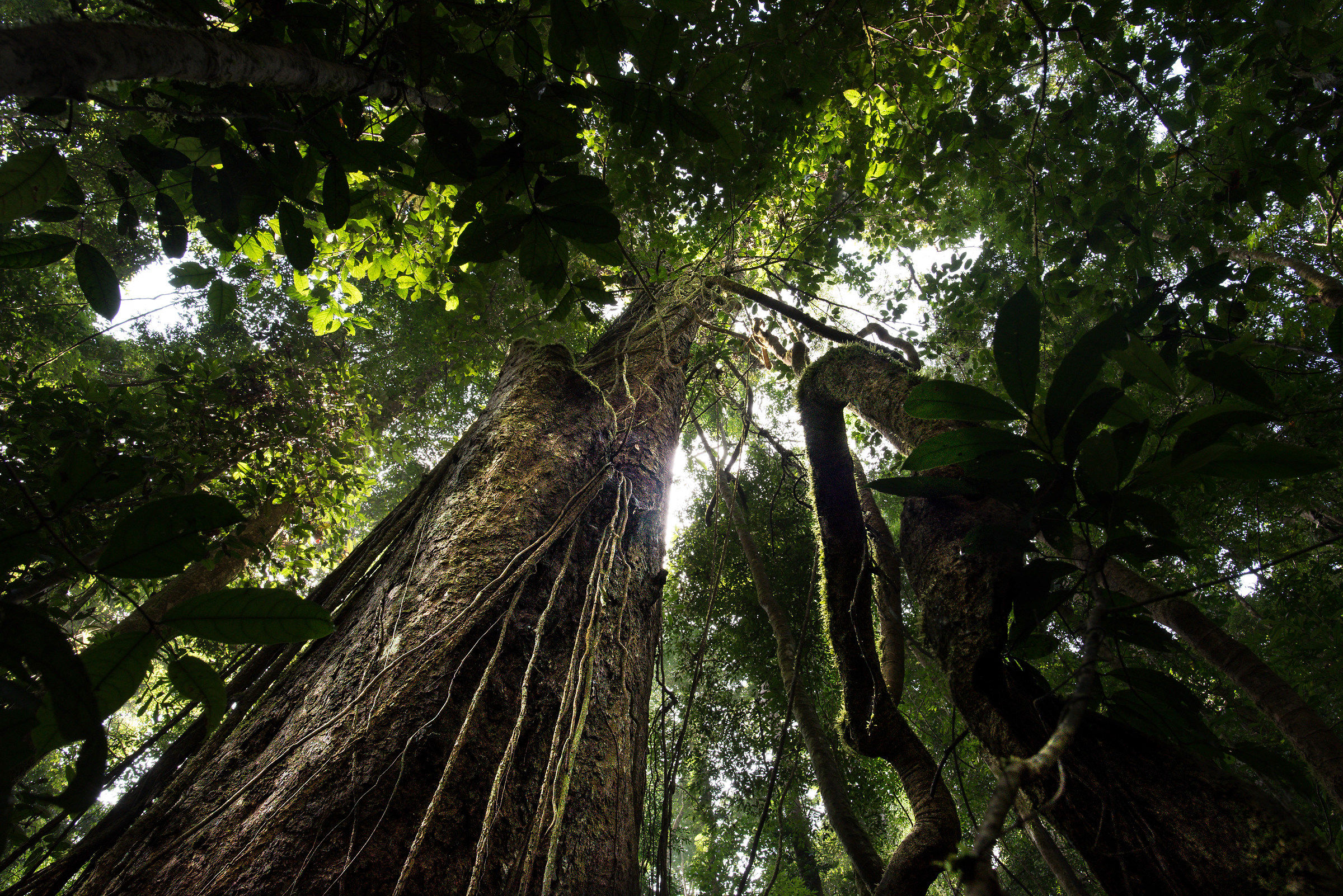 foresta primaria del Laos