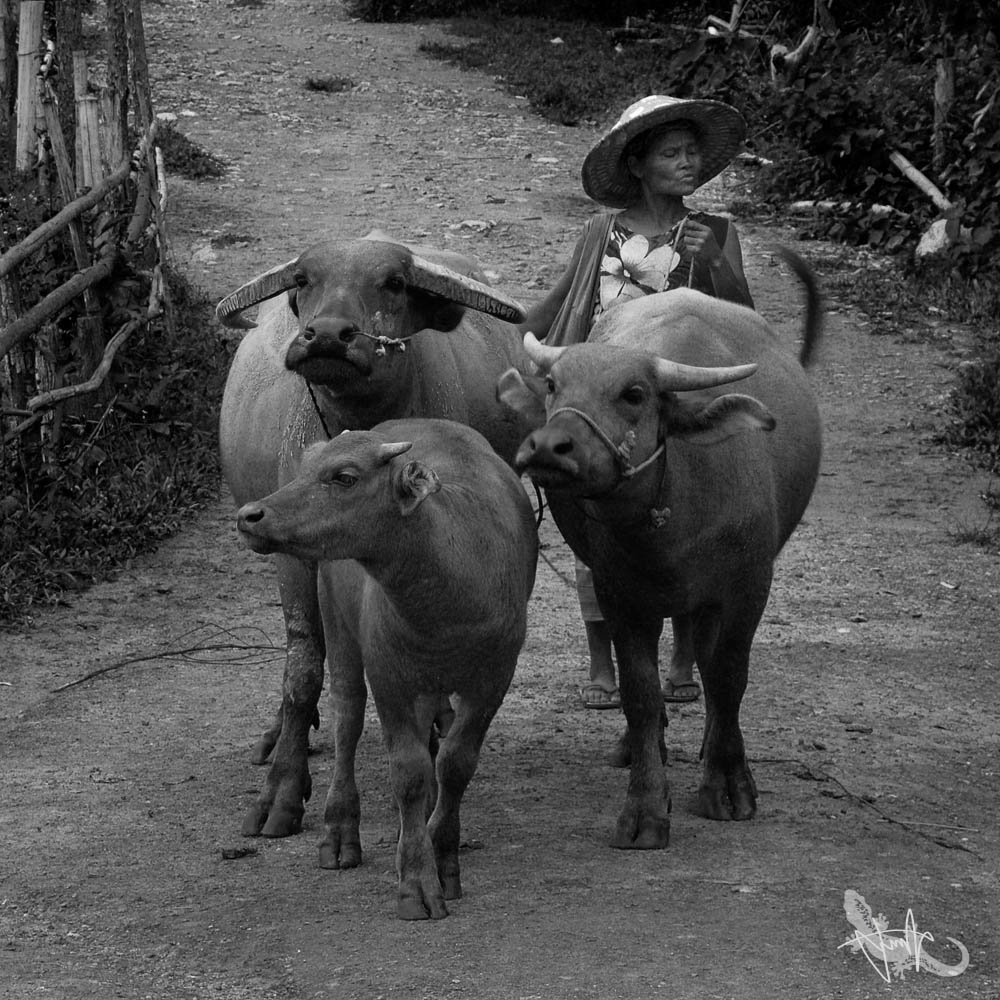 Woman and oxen