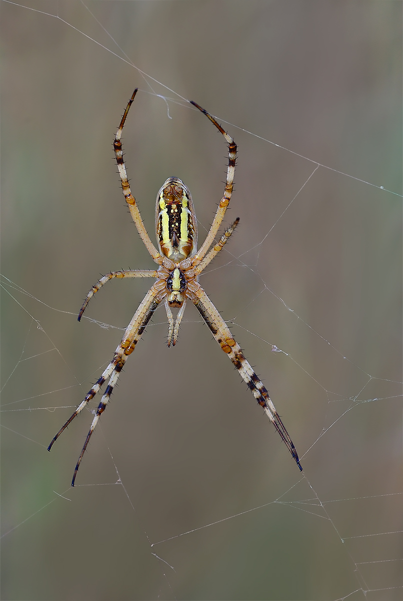 Lavori in corso (Argiope bruennichi)