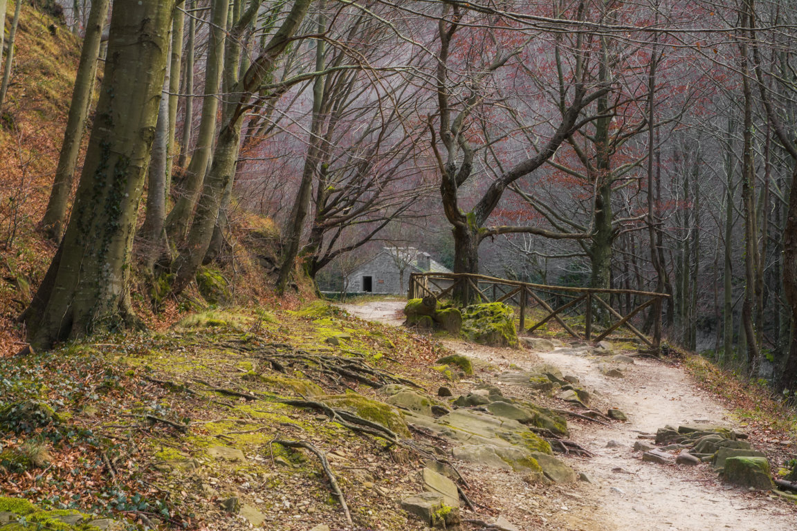 The house in the woods