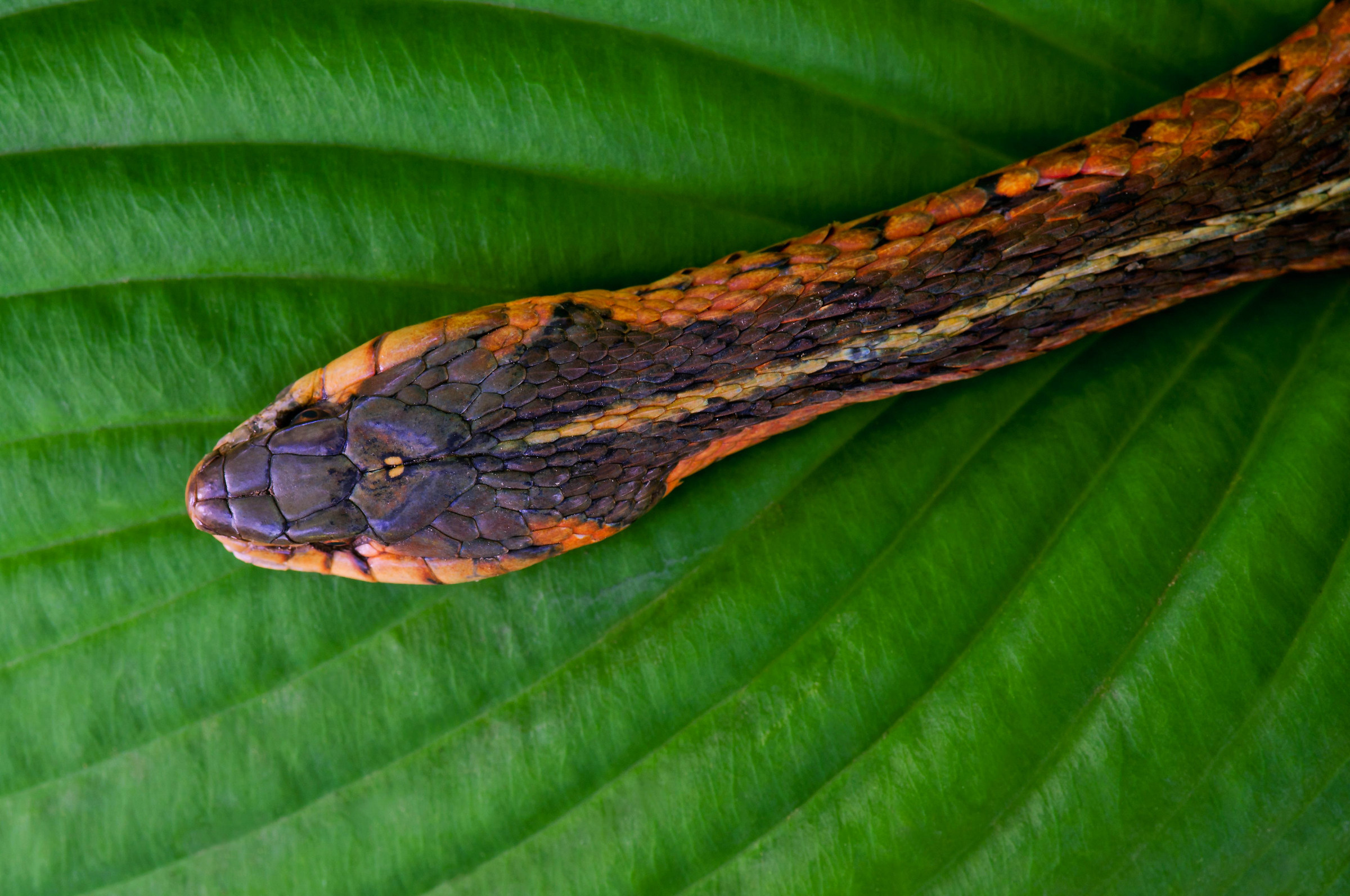 garter snake
