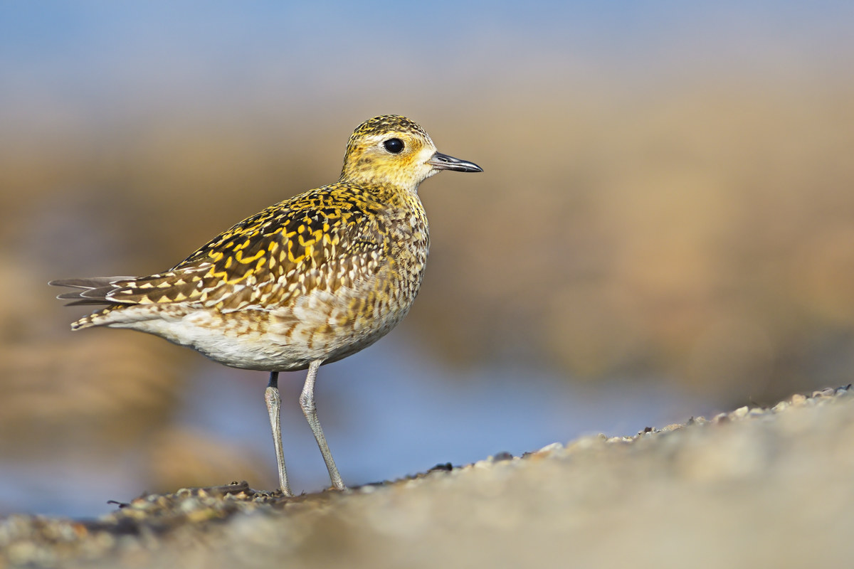 Eastern plover