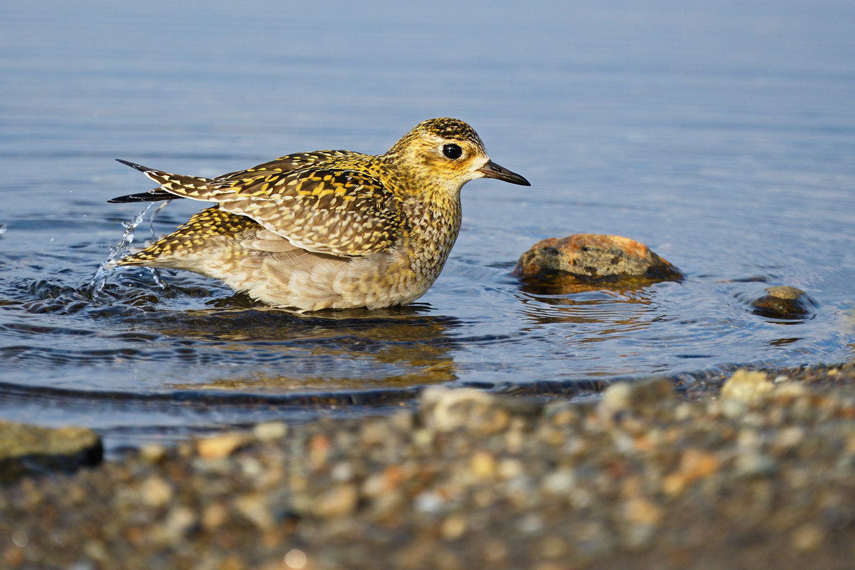 Eastern plover