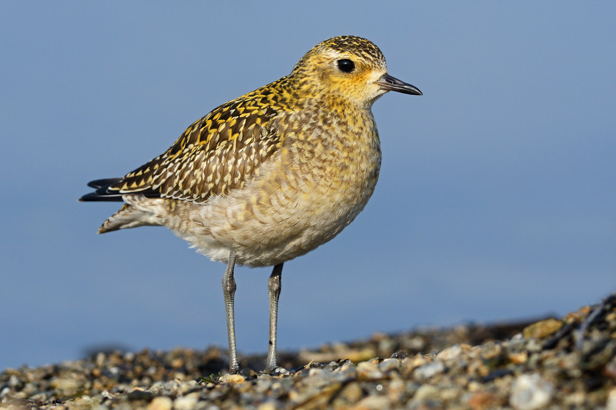 Eastern plover