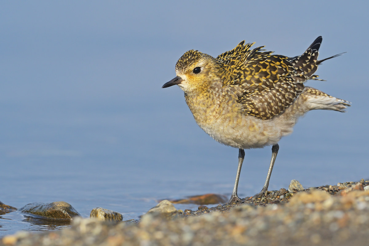 Eastern plover
