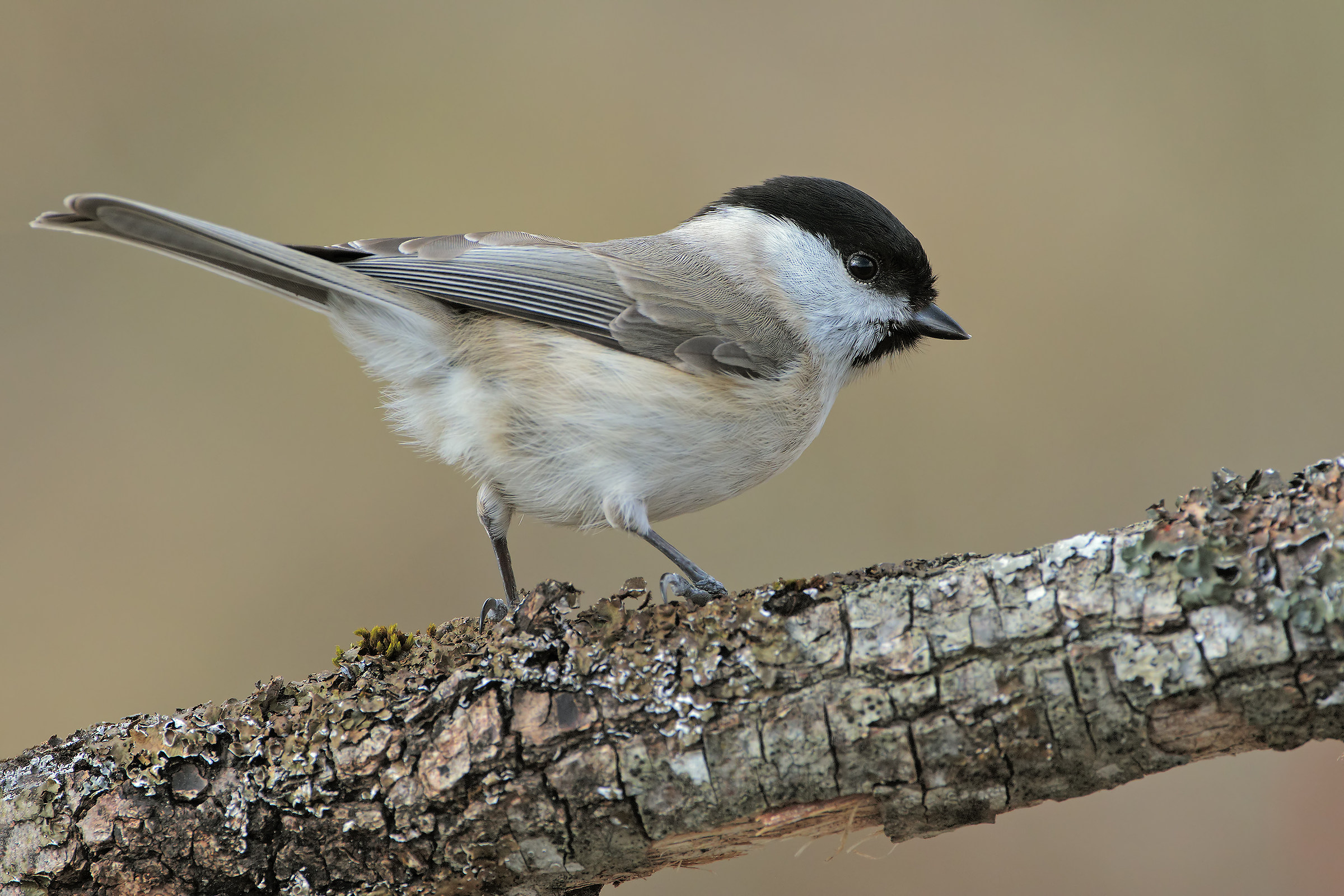 Marsh Tit