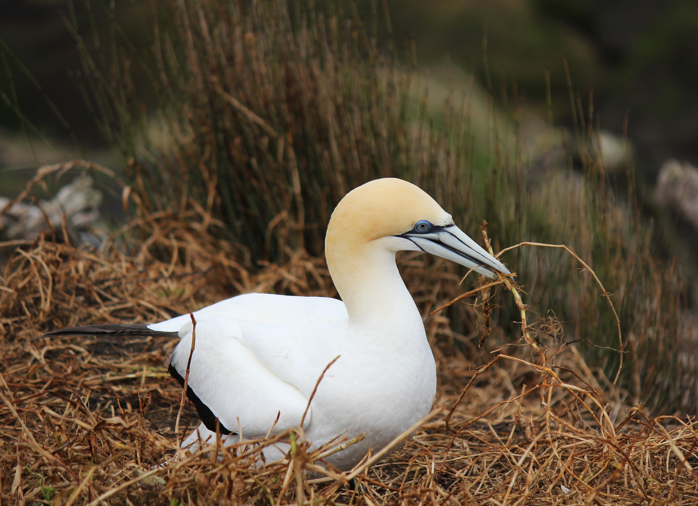 Muriwai's gannet colony