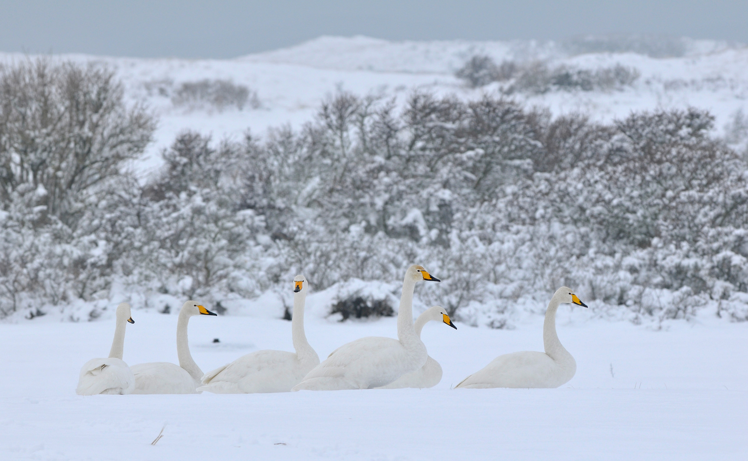 Guests from the North