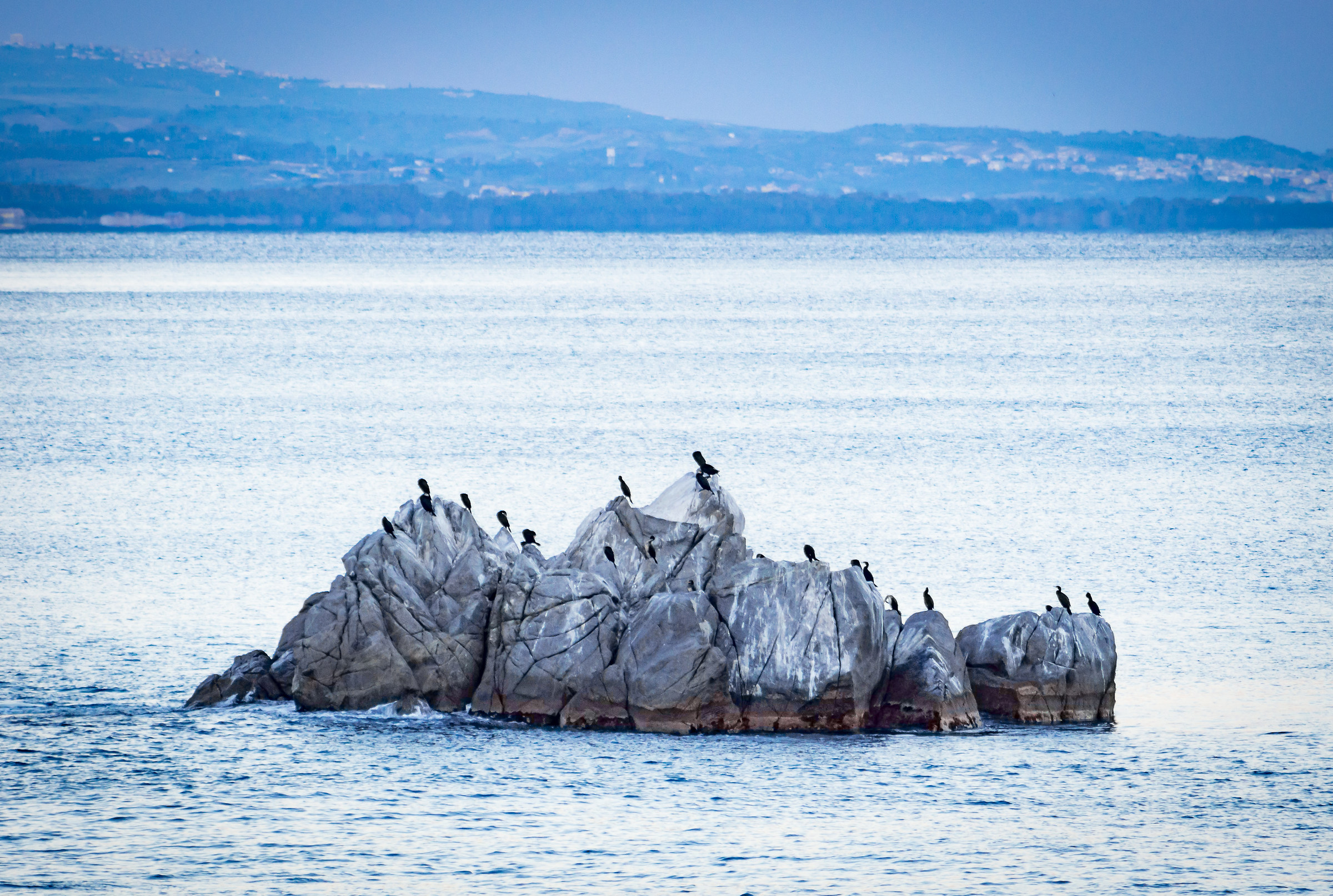 Il riposo dei Cormorani
