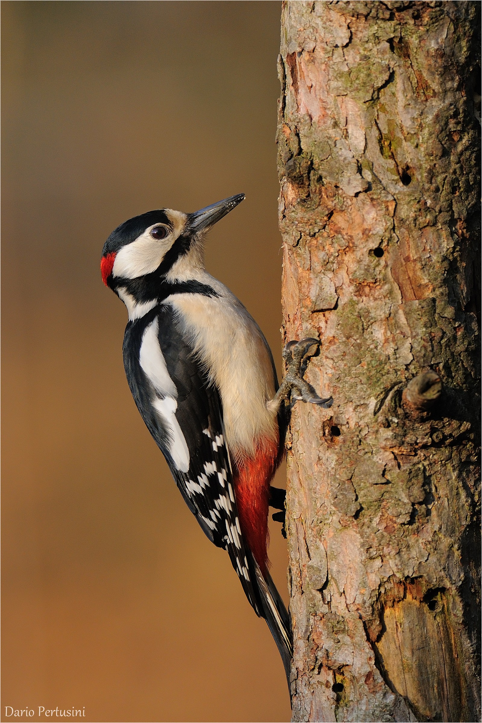 Picchio Rosso Maggiore
