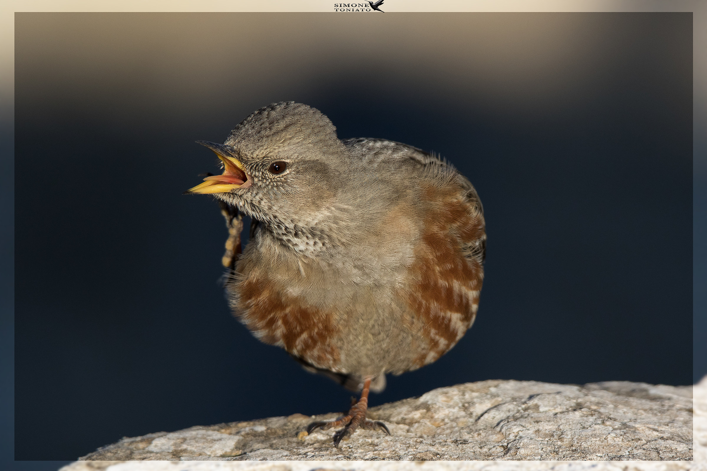 oh che prurito!! La grattata del sordone