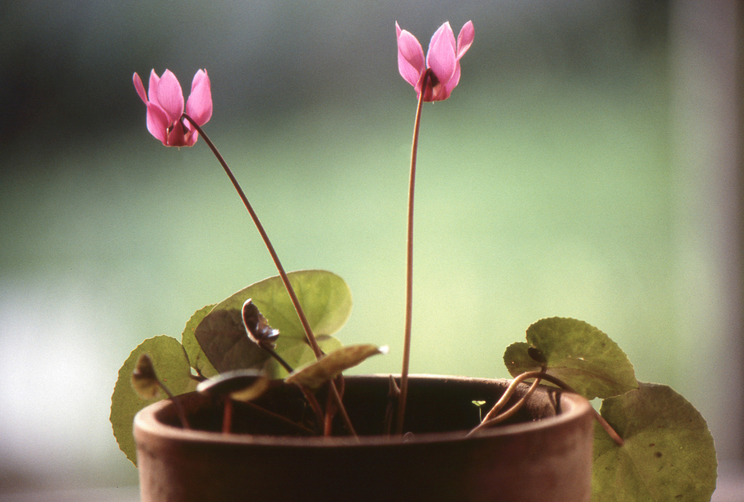 1984.07.01_Ekta200_Canon t1-fd-50