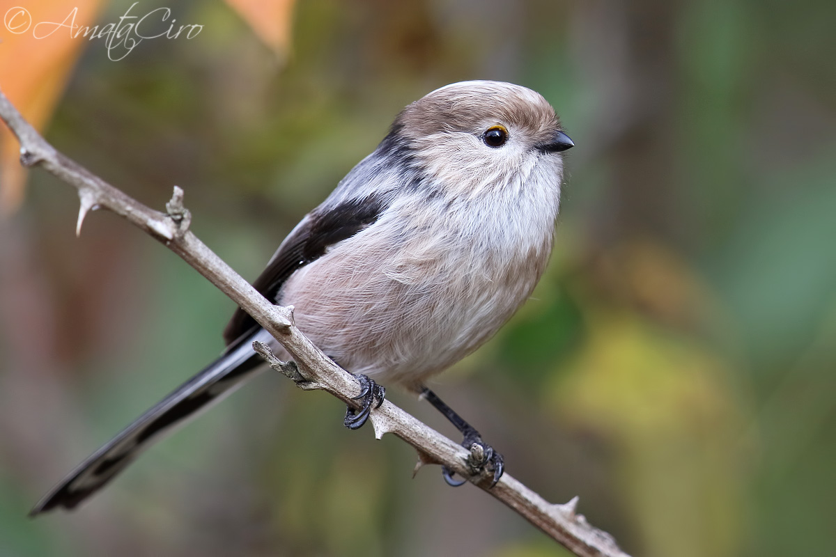 Codibugnolo di Sicilia