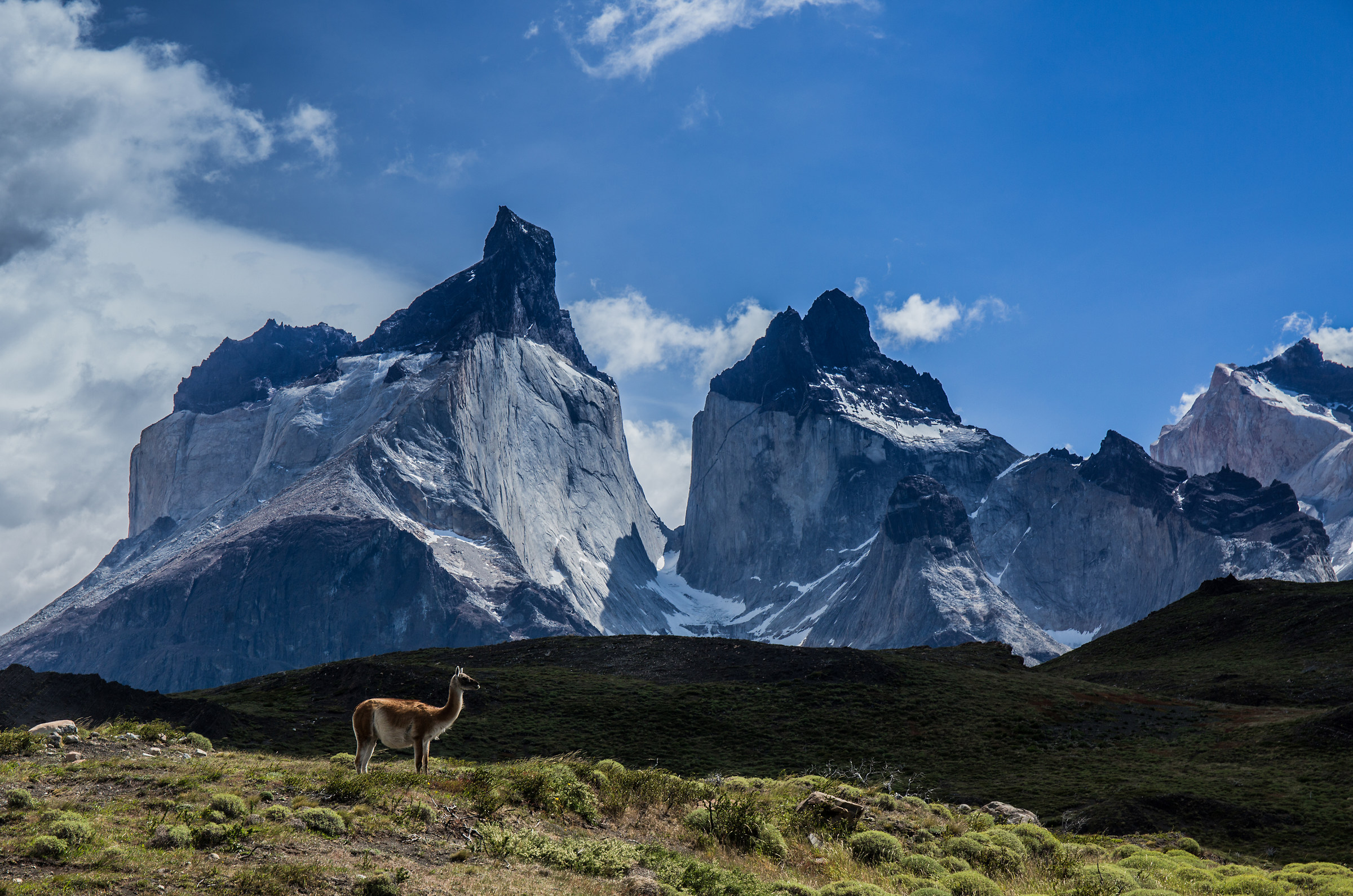 Guanaco davanti ai Cuernos del Paine, Cile