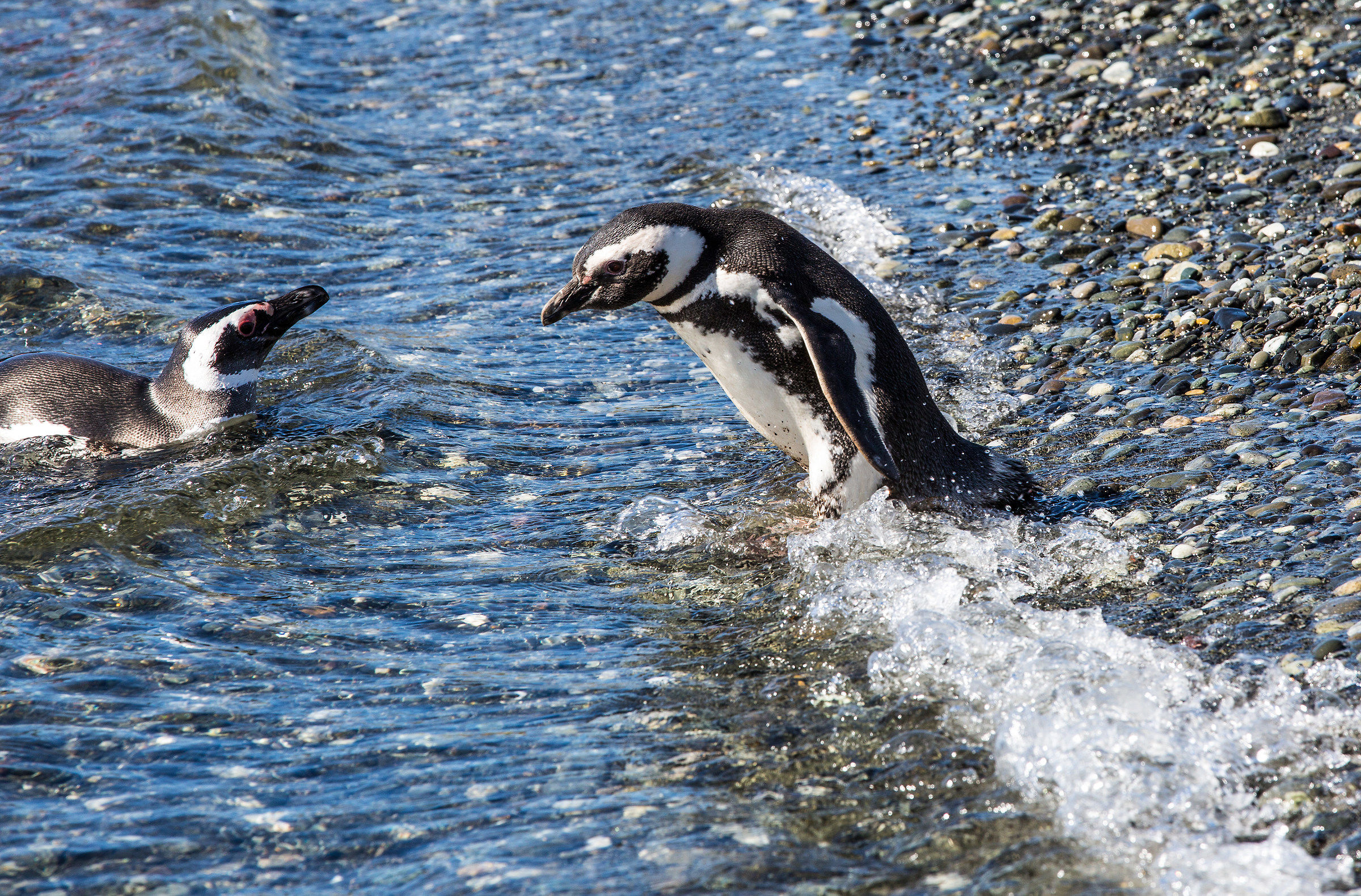 Pinguini a Islas Tucker, Terra del Fuoco, Cile
