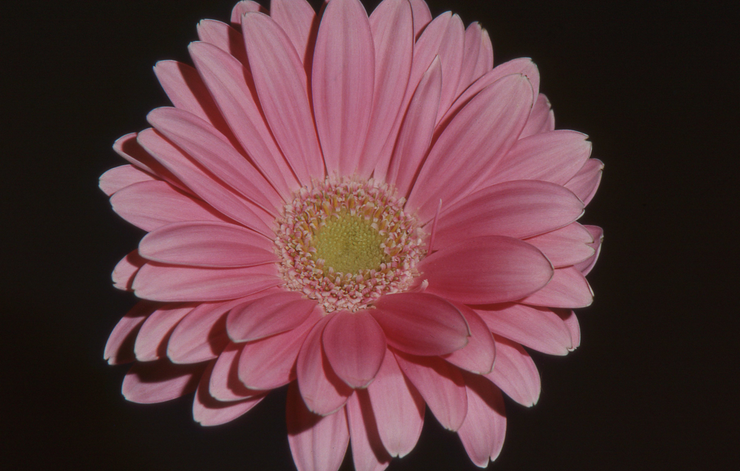 gerbera