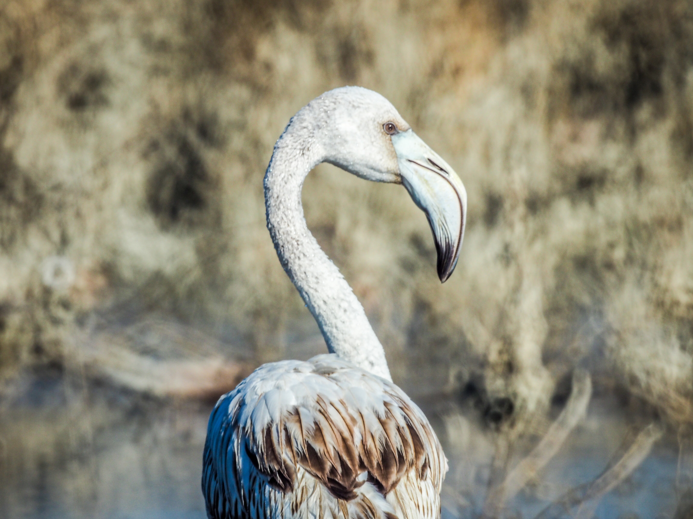 MC Rubinar 1000mm - Phoenicopterus