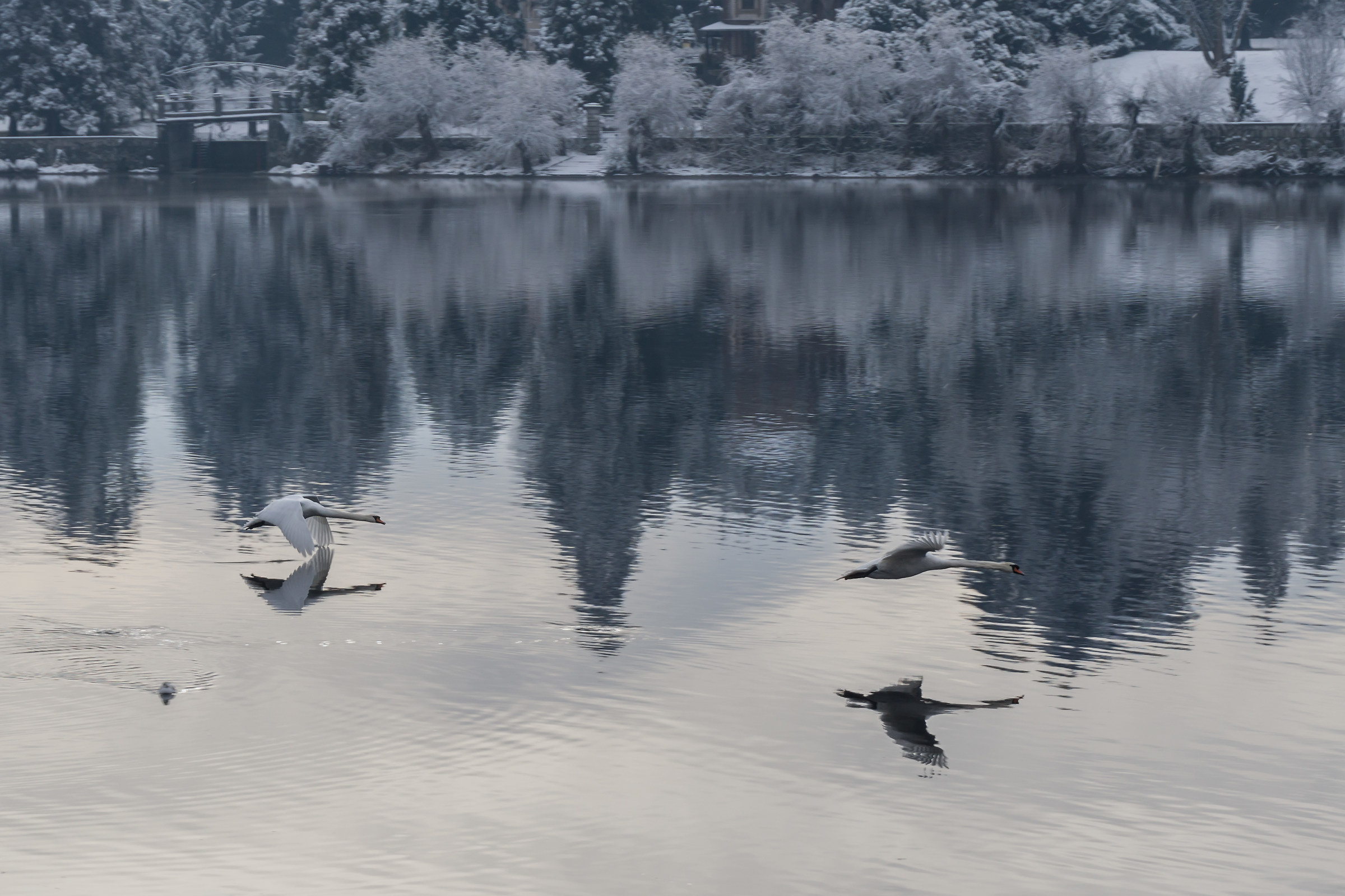 Two swans flying low with snowy background