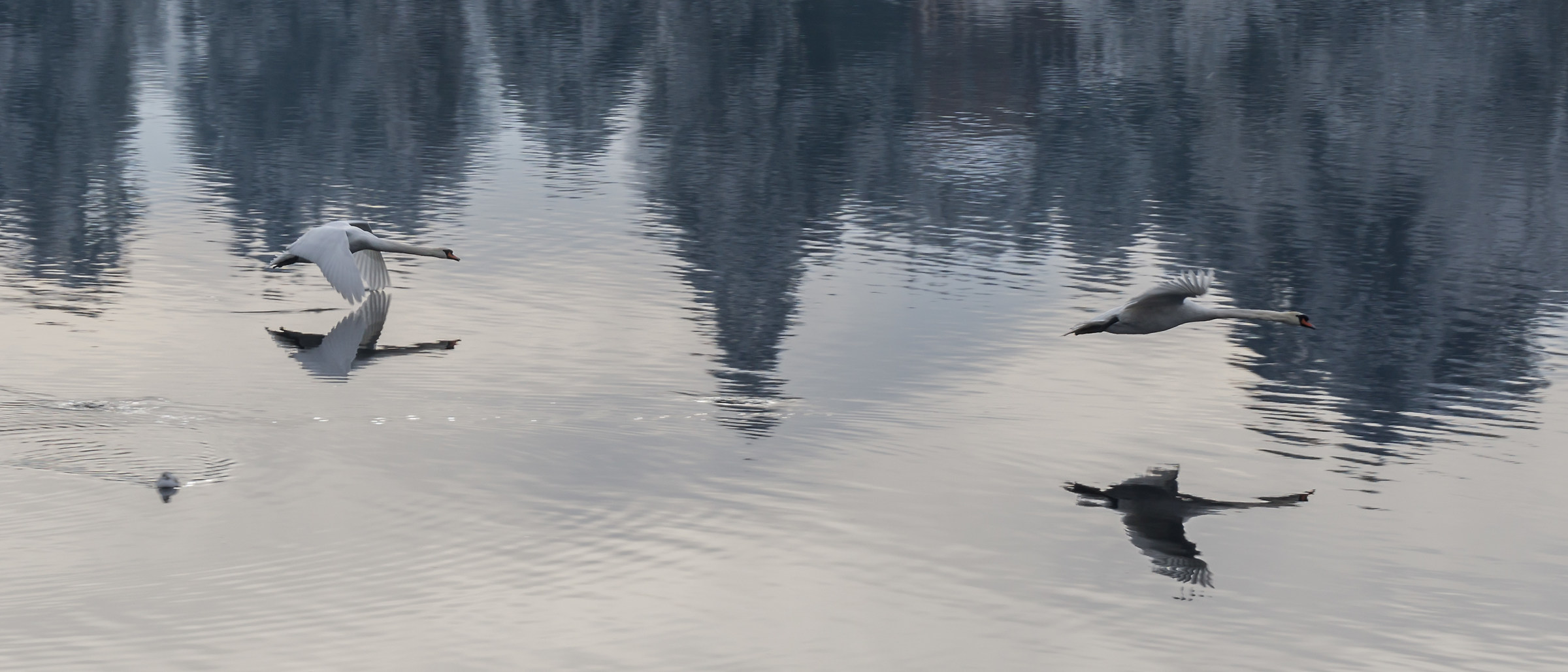 Two swans flying low with snowy background - 2
