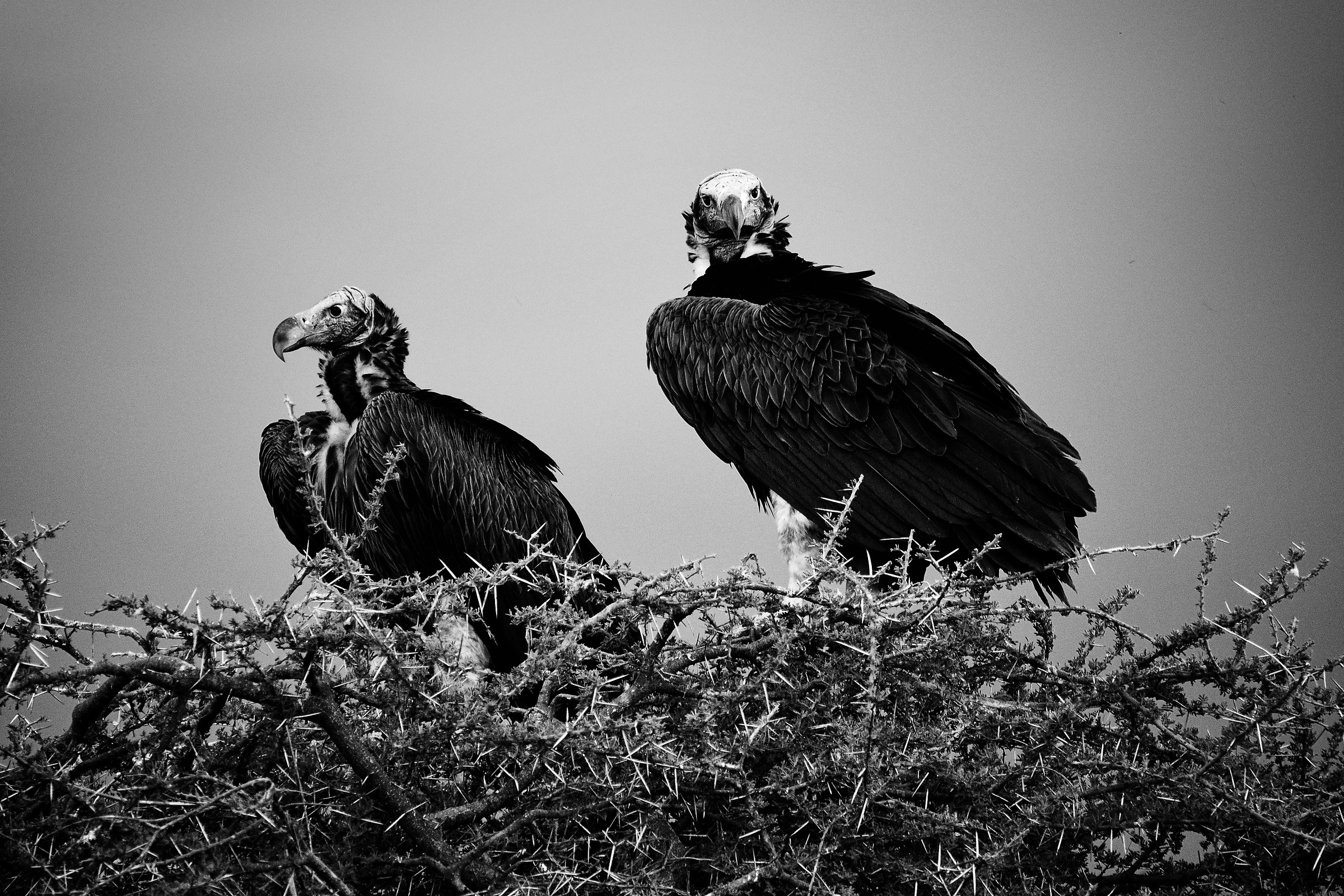 The beauty is not 'everything in life