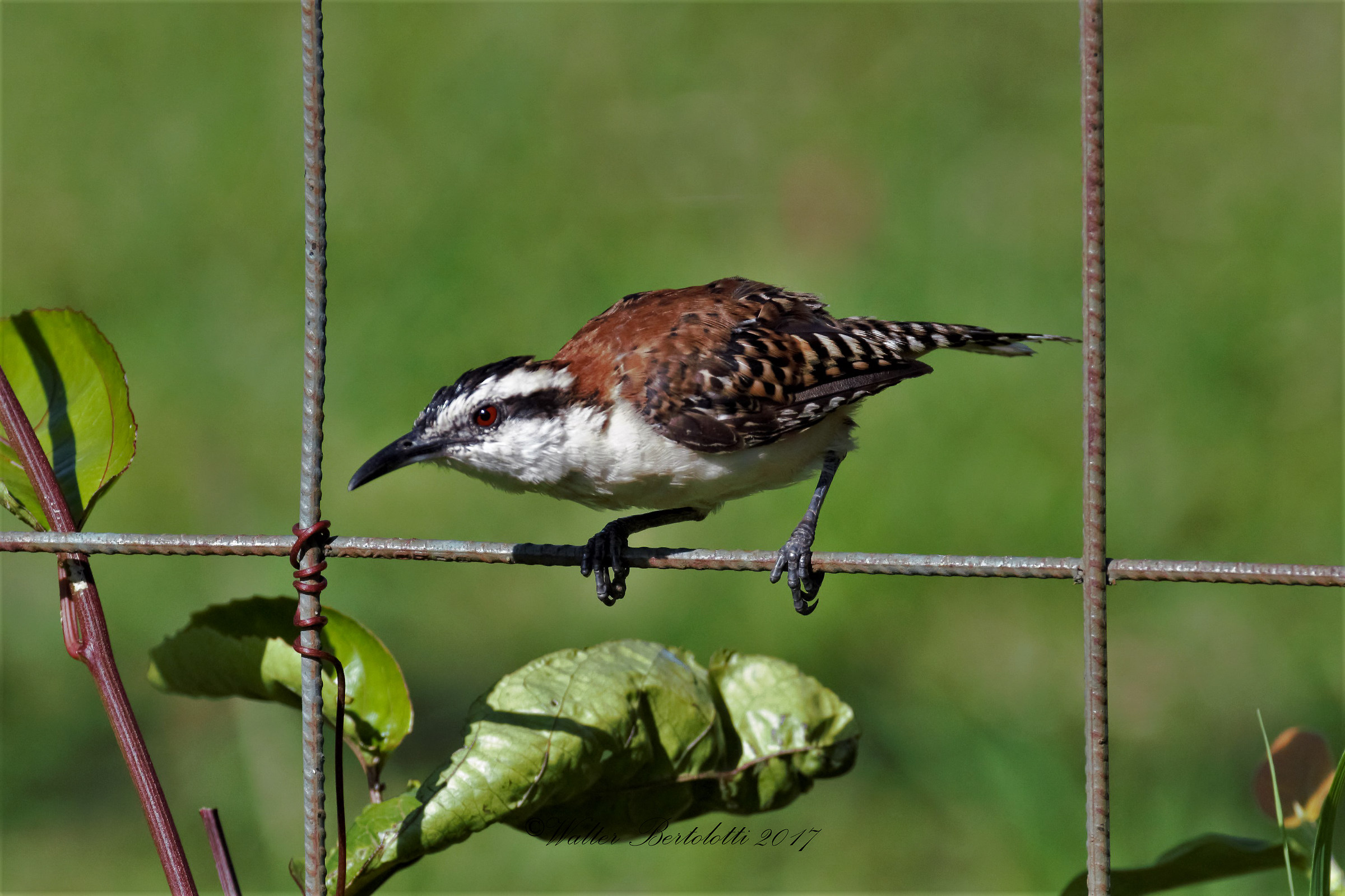 Campylorhynchus rufinucha