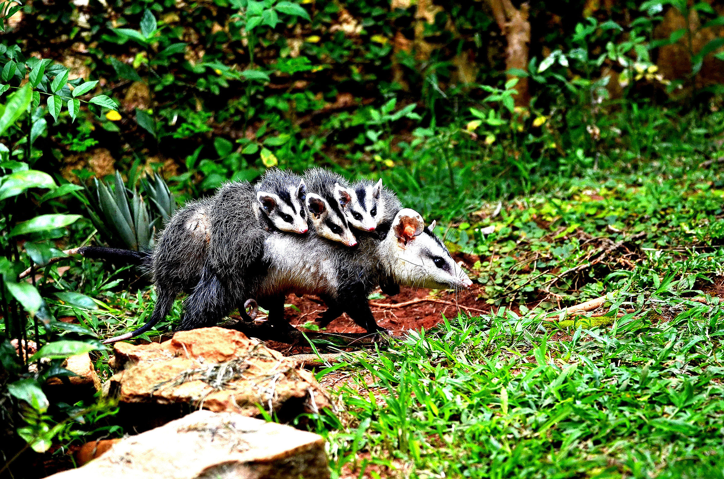 A mother with her five sons on the back