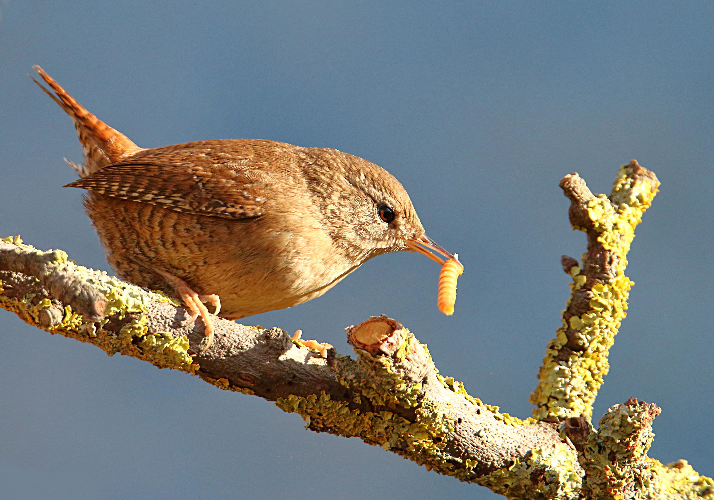 Wren satisfied