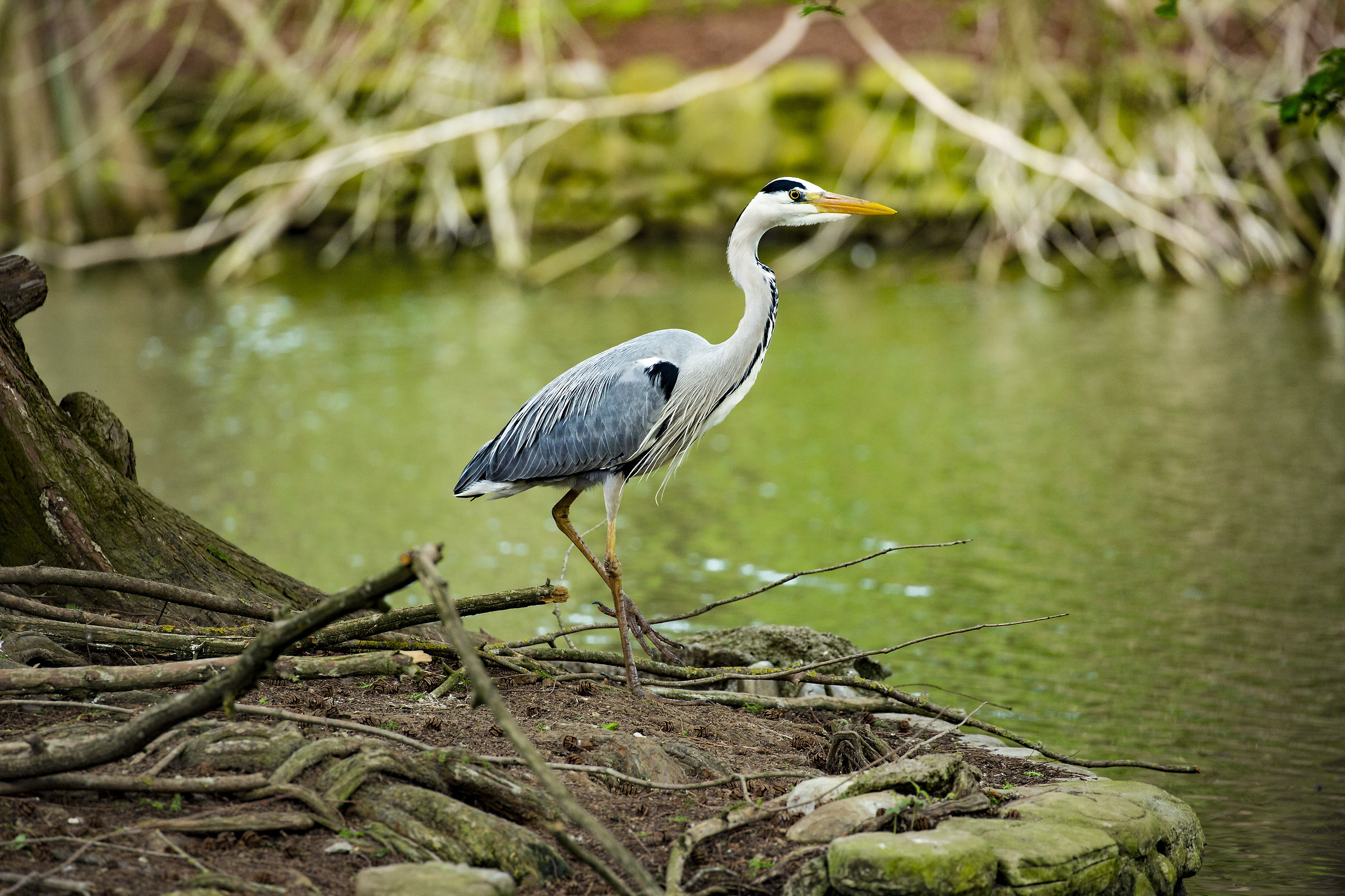 Heron