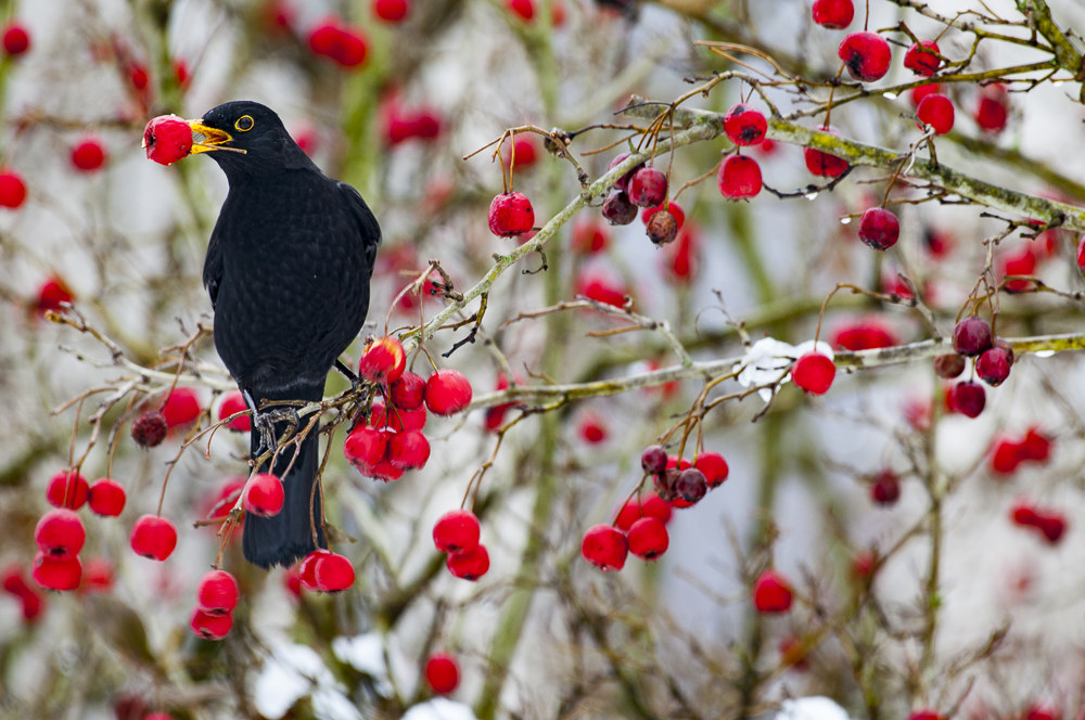 bacche di biancospino