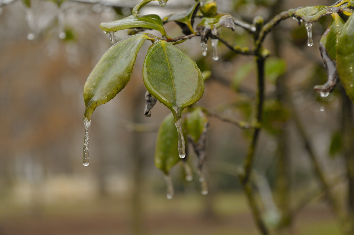 Foglie sottoghiaccio per il gelicidio