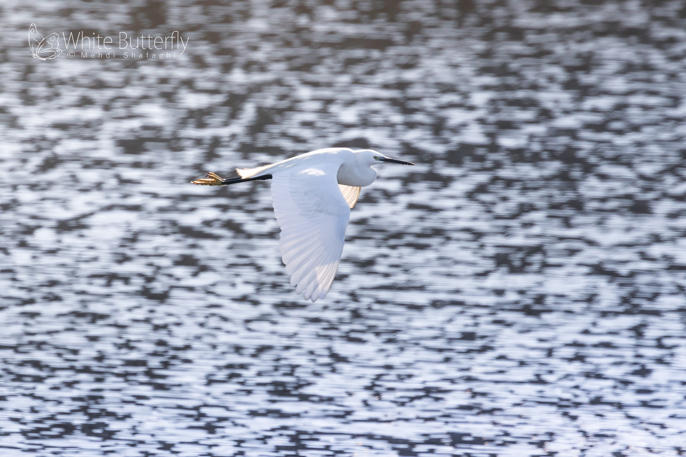Egret in fly