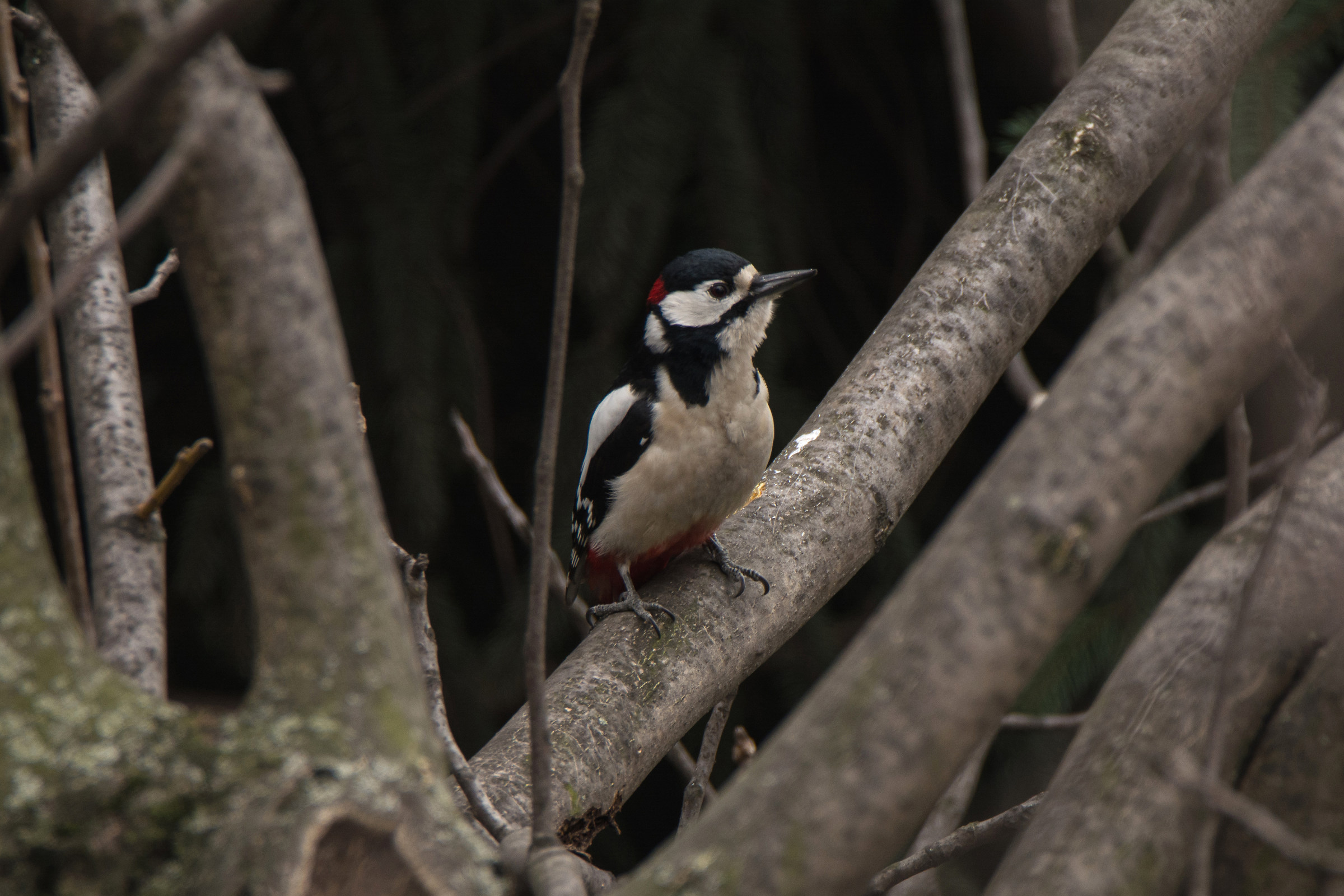 Great Spotted Woodpecker 2