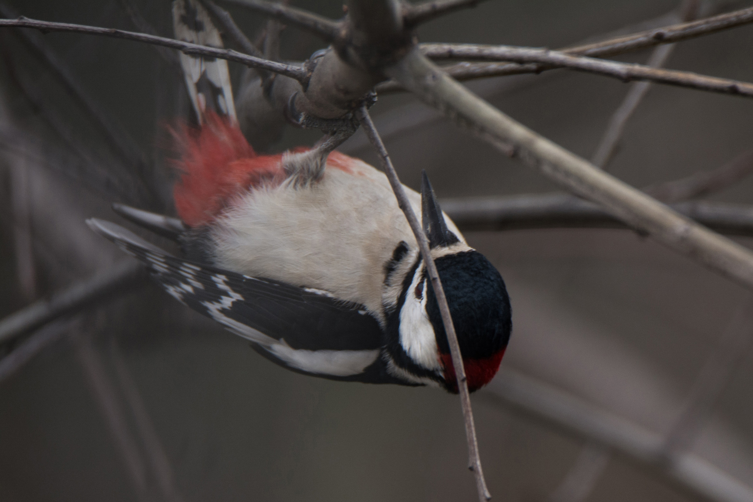 Great Spotted Woodpecker 4