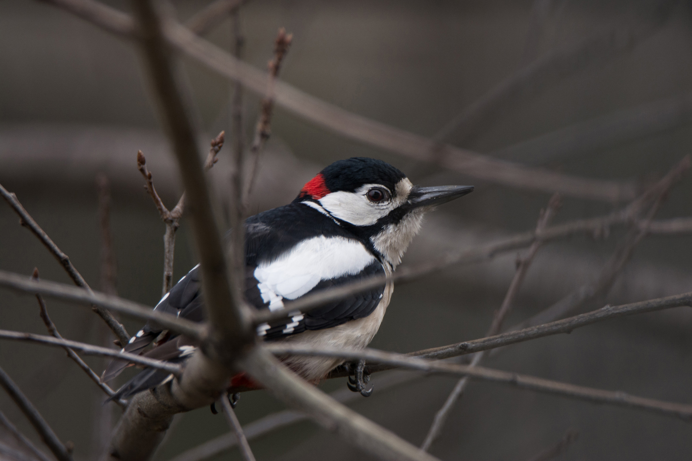 Great Spotted Woodpecker 5