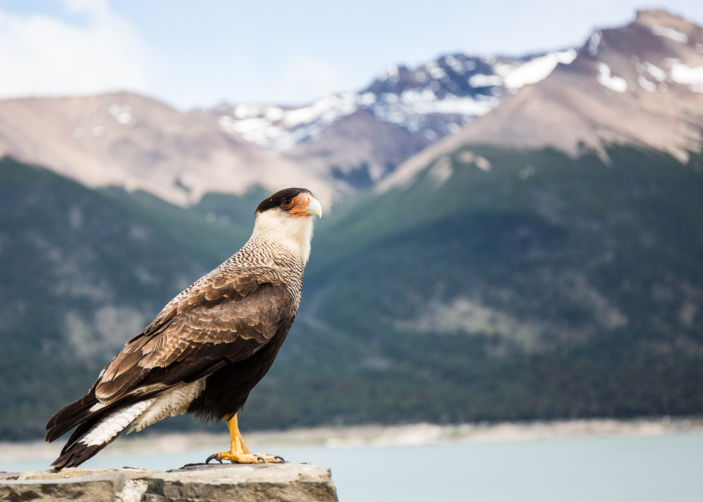 Caracara al Perito Moreno, Patagonia, Argentina
