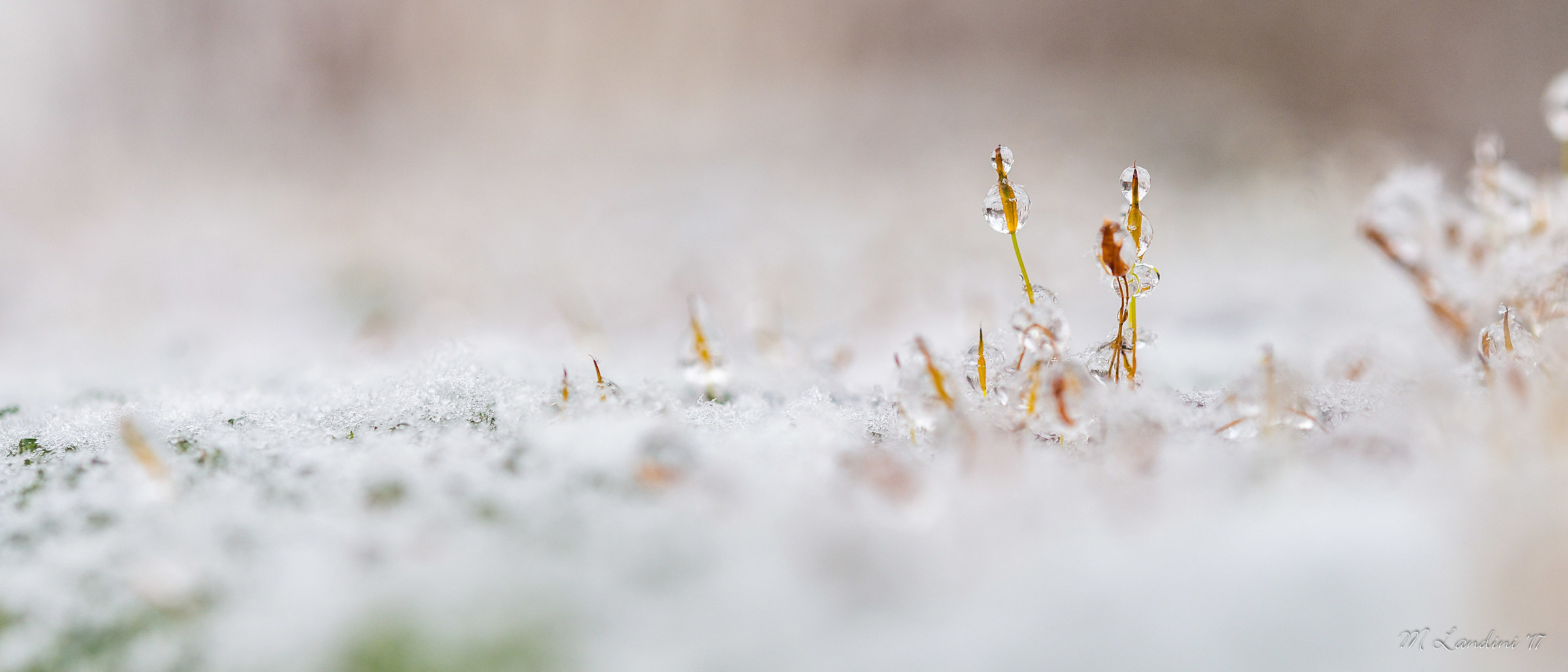 Flowers & Freezing rain