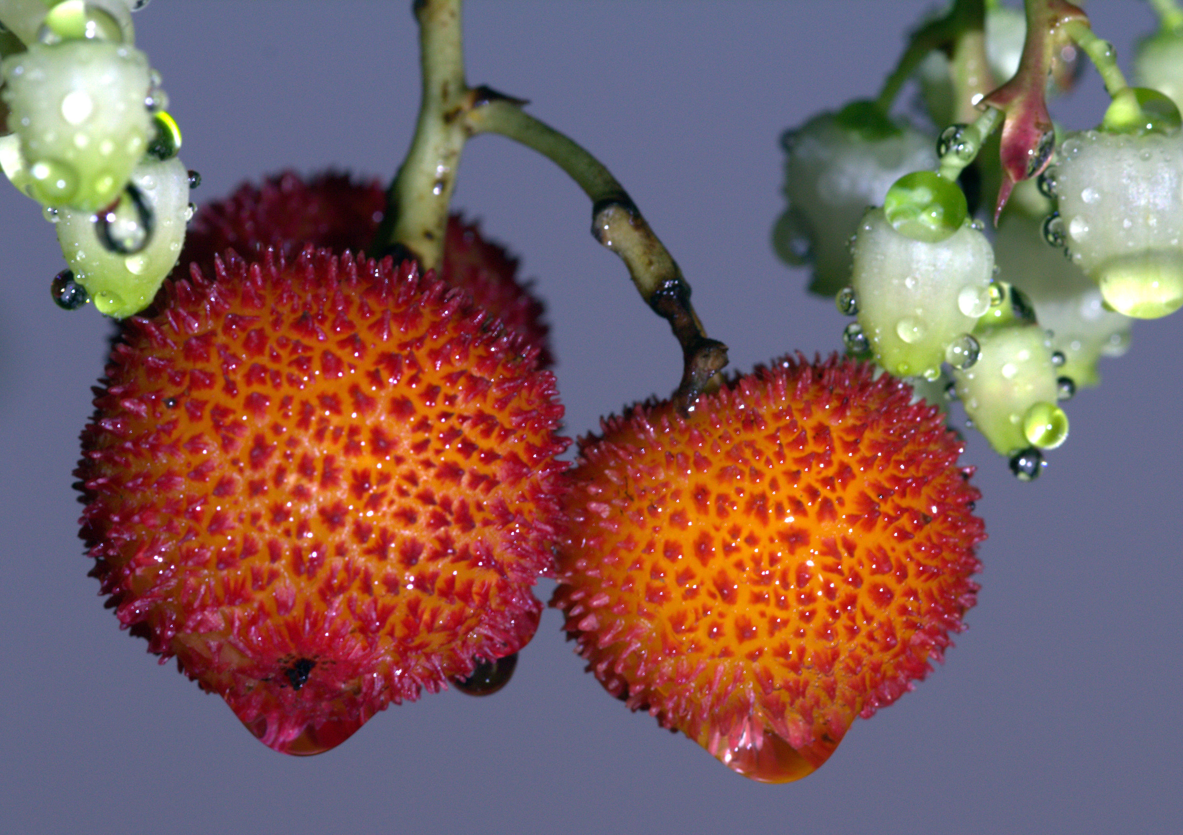 corbezzolo e rugiada