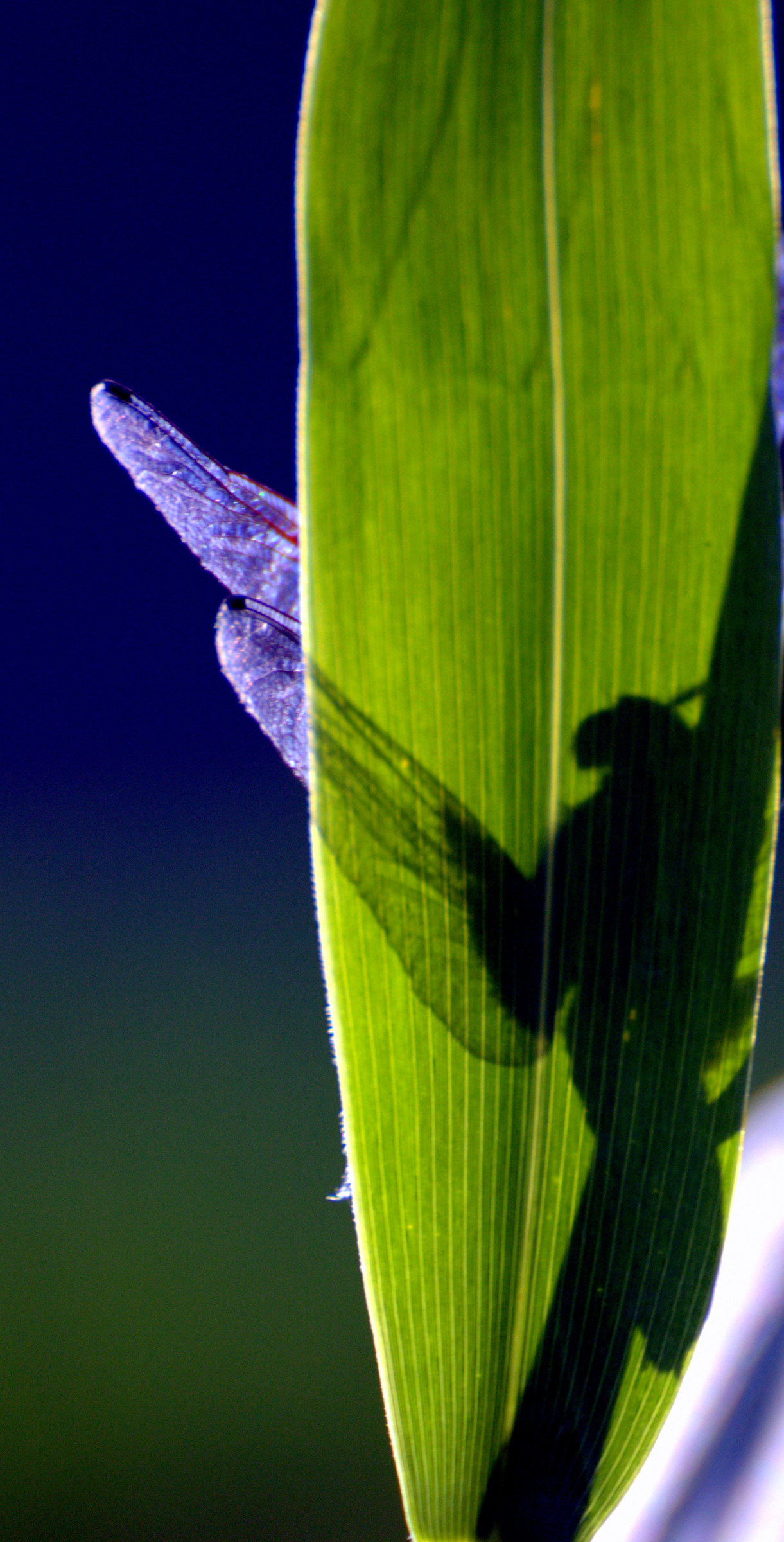 trasparenze controluce